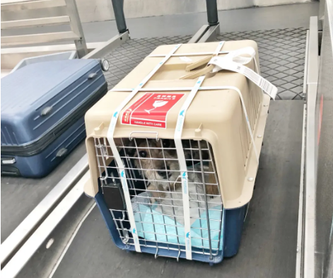 米东宠物托运 宠物托运公司 机场宠物托运 宠物空运